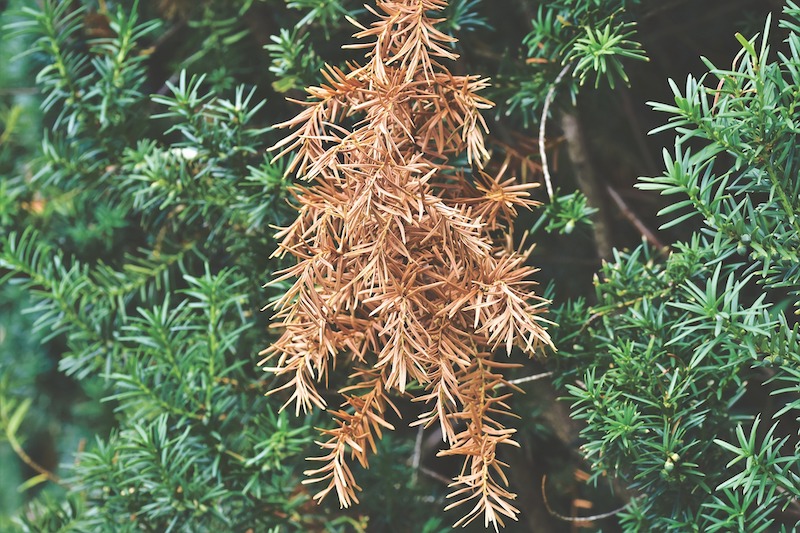 yew-branch-with-brown-needles.jpg