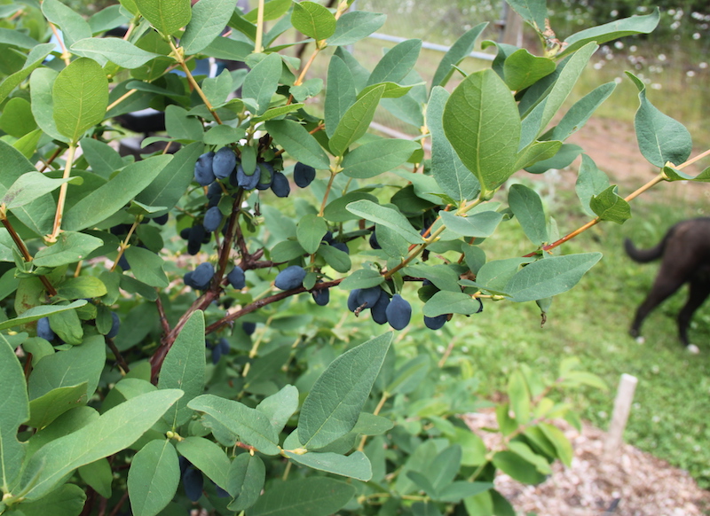 yezberry-sugar-pie-lonicera-shrub.jpg