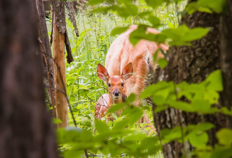 young-and-adult-deer-peeking-through-trees.jpg