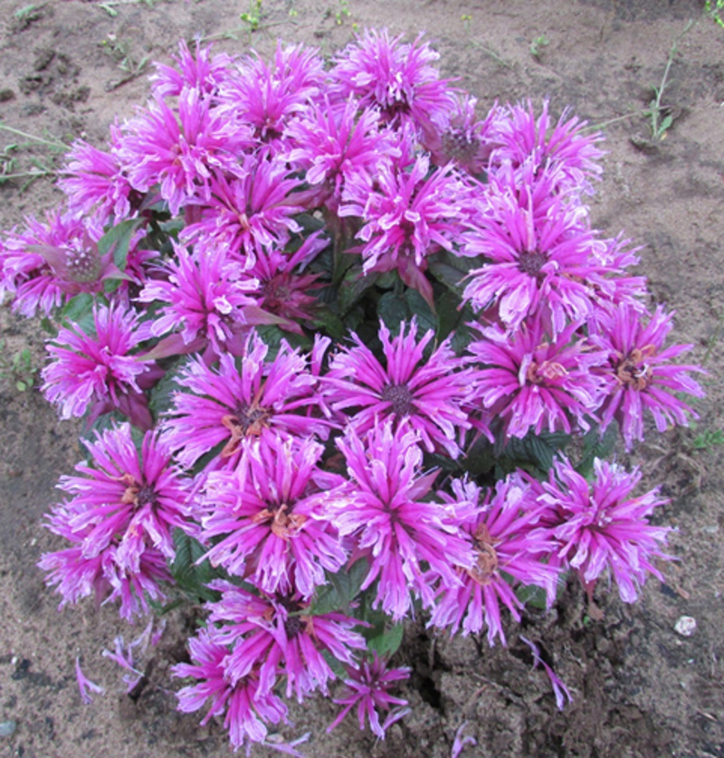 young-bee-balm-plant-in-the-soil-1.jpg