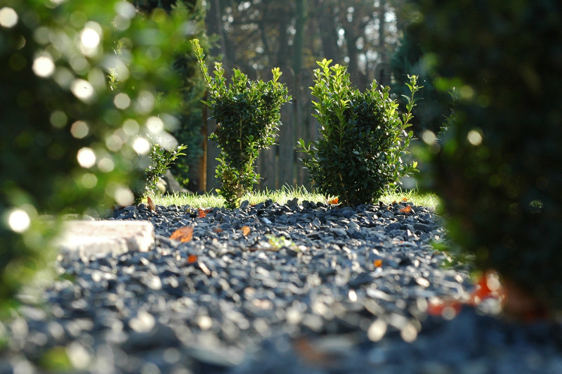 young-boxwood-plants-spaced-out.jpg