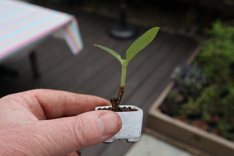 young-butterfly-bush-growing-in-small-white-pot.jpg