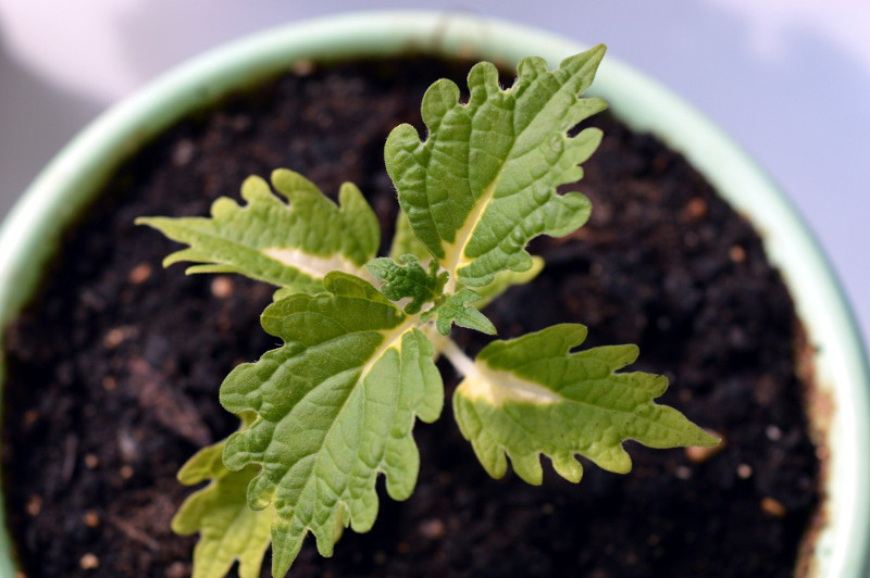 young-coleus-plant-growing-in-planter.jpg