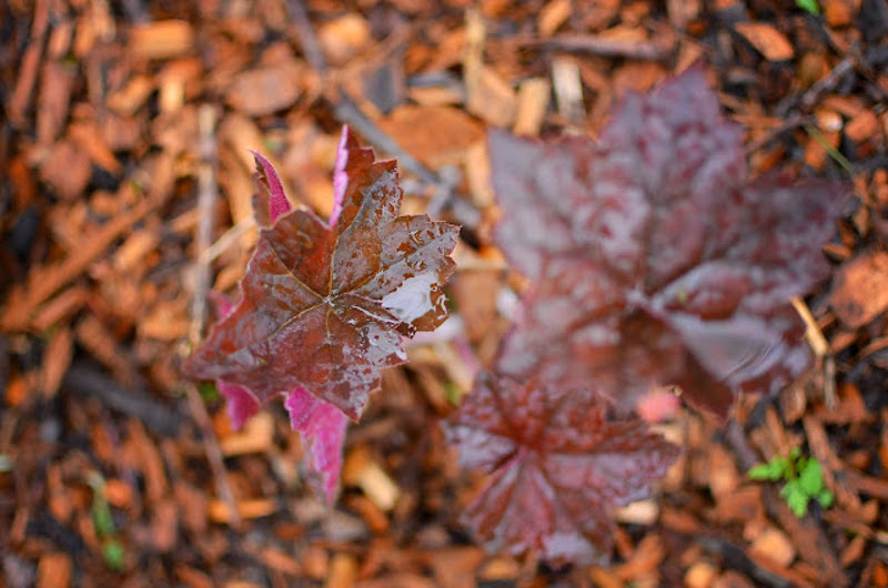 young-coral-bells-plant.jpg