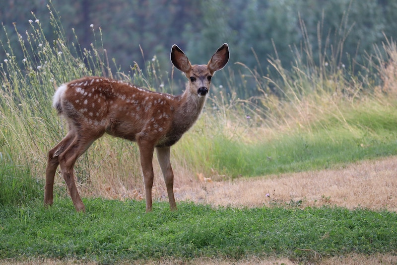 young-deer-in-a-meadow.jpg