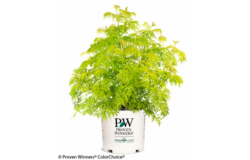 young-elderberry-plant-in-proven-winners-pot-ready-to-be-planted.jpg