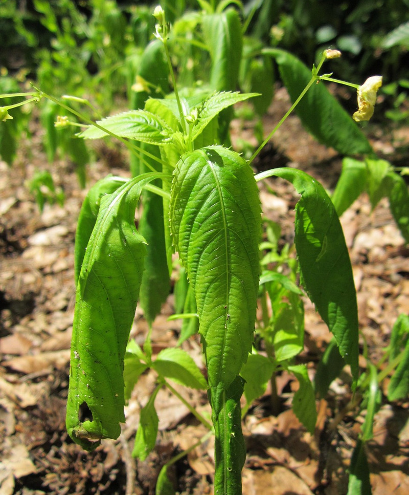 young-impatiens-plant-that-needs-water.jpg