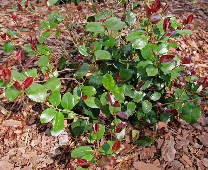 young-just-chill-red-tip-camellia.jpg