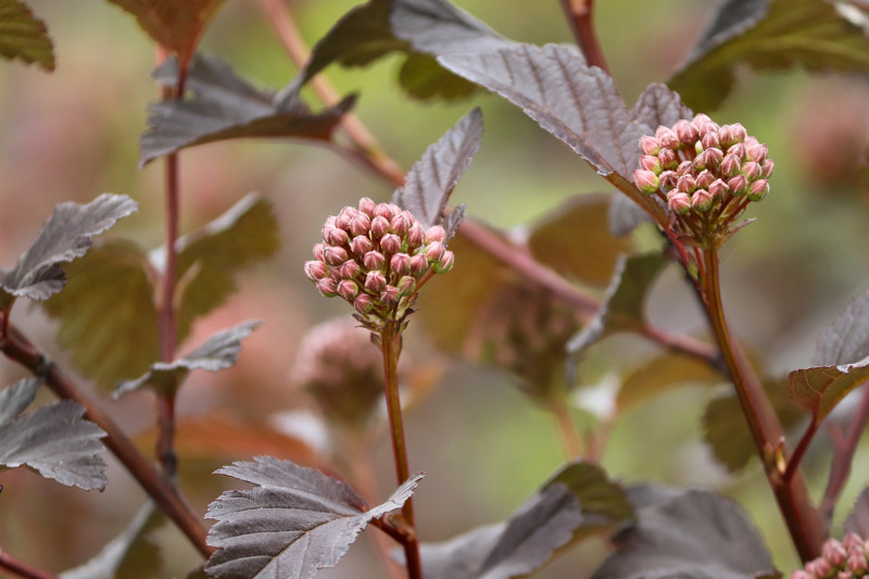 young-ninebark-foliage-and-flower-buds.jpg