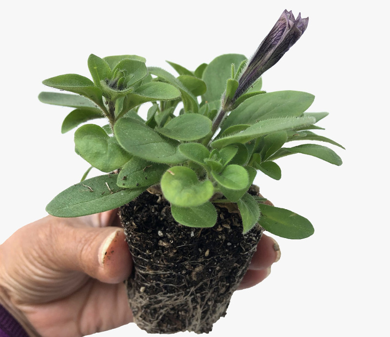 young-petunia-plant-with-roots-exposed.jpg