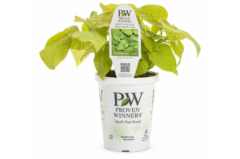 young-sweet-potato-vine-in-proven-winners-pot.jpg