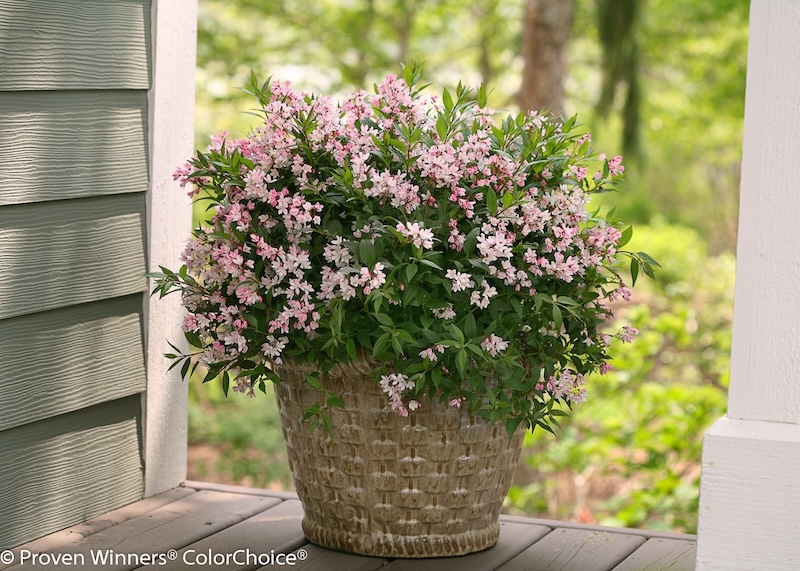 yuki-cherry-blossom-deutzia-in-decorative-pot.jpg