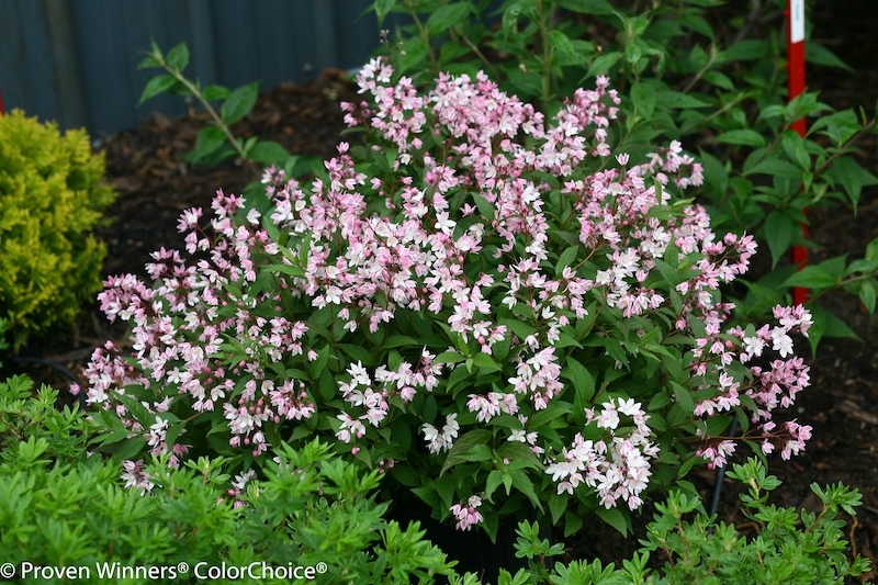 yuki-cherry-blossom-deutzia-planted-near-potentilla-and-arborvitae.jpg