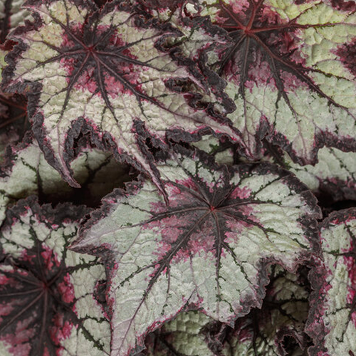 ★即購入OK★ savings challenge 長方形 フラワー Space Age™ Black Hole™ Rex Begonia | Plant Addicts