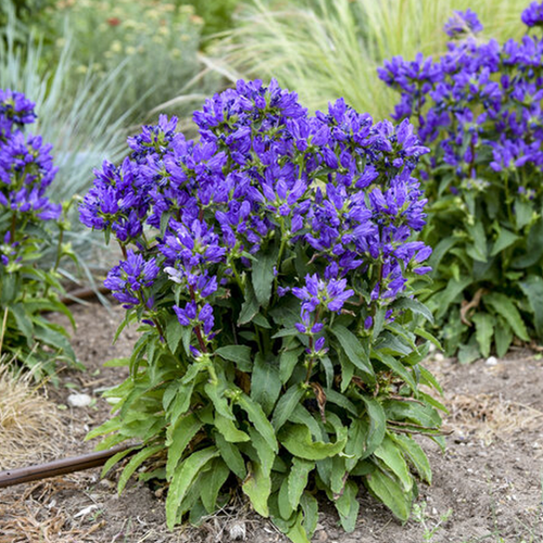Bells-and-Whistles-Clustered-