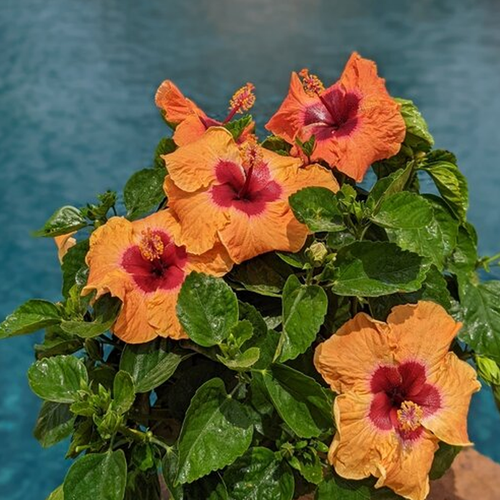 Hollywood Hibiscus Disco Diva Tropical Hibiscus | Plant Addicts