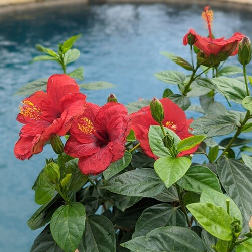 Hollywood-Hibiscus-Hot-Shot-