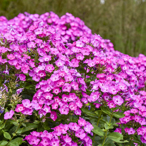 Garden Girls® Dream Girl Phlox | Plant Addicts
