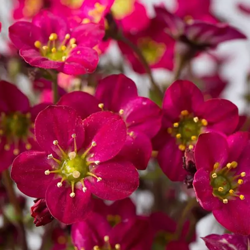 Marto Hot Rose Rockfoil | Plant Addicts