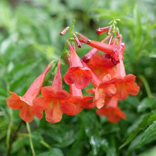 Chicklet® Red Esperanza | Plant Addicts