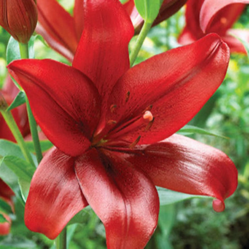 Red Velvet Asiatic Lily Bulbs | Plant Addicts