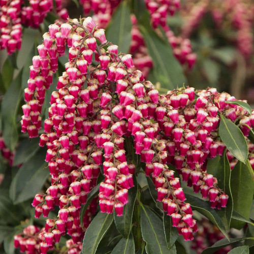 Enchanted Forest® Gay Goblin™ Pieris | Plant Addicts