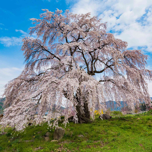 Weeping Yoshino Flowering Cherry | Plant Addicts