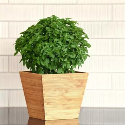 Kitchen Minis Mini Bonsai Basil | Plant Addicts