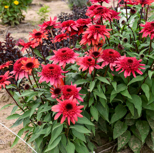 Double Dipped® Raspberry Ripple Coneflower | Plant Addicts