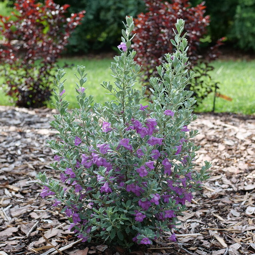Trailblazer™ Silver Texas Sage | Plant Addicts