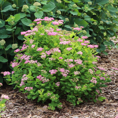 Glow Girl® Pink Birchleaf Spirea | Plant Addicts