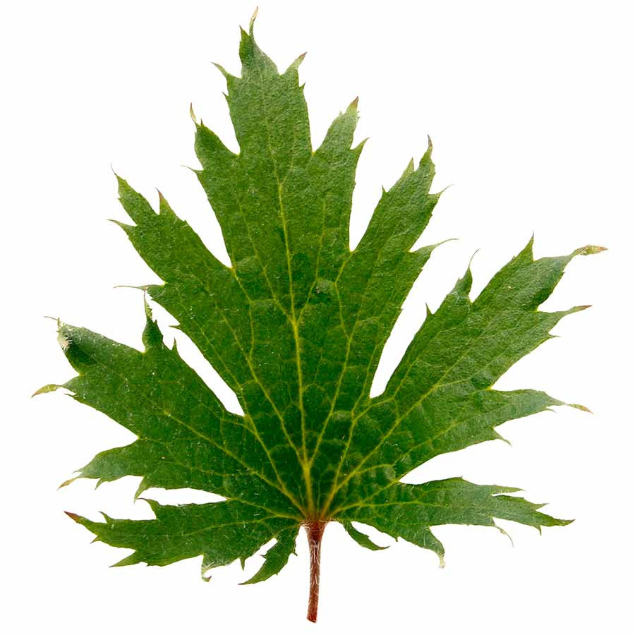Jadeite leaf
