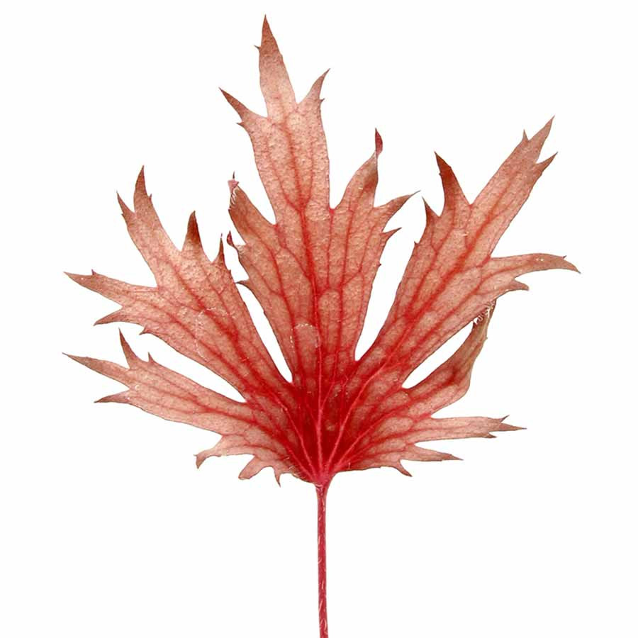 Rhodonite leaf