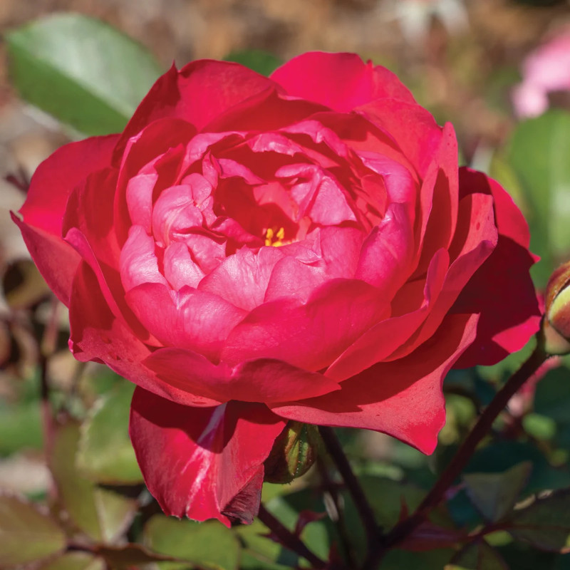 Triple Knock Out Rose full layered red flower