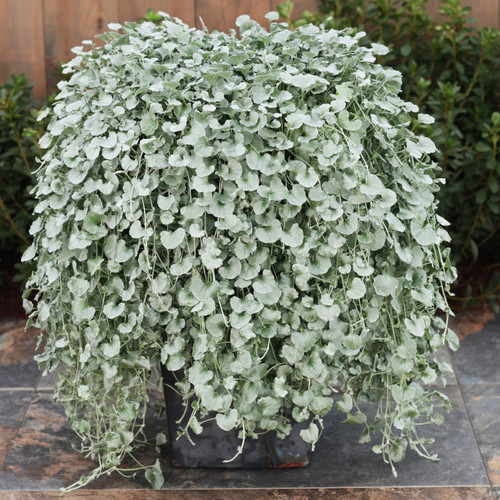 Image of Dichondra Silver Falls plant