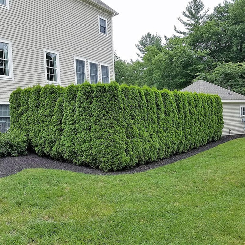 Emerald green arborvitae best sale