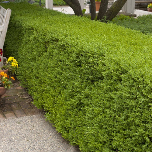 Wintergreen Boxwood Shrubs