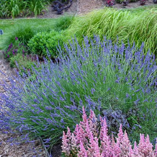 750 STEMS of Dried English Lavender 8-12 Long Bulk Lavender Stems 