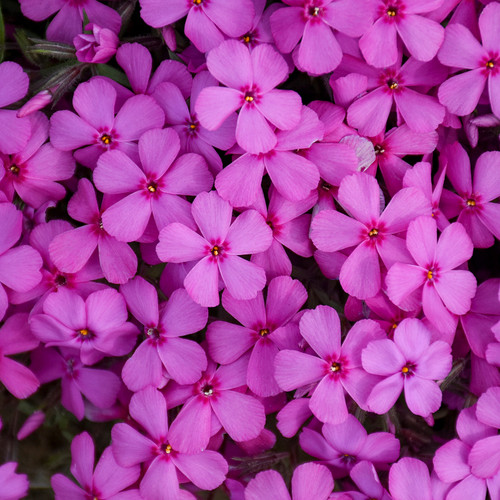 Pink Flowering Phlox