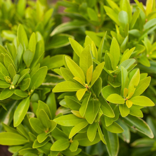 Bananappeal Anise Tree | Plant Addicts