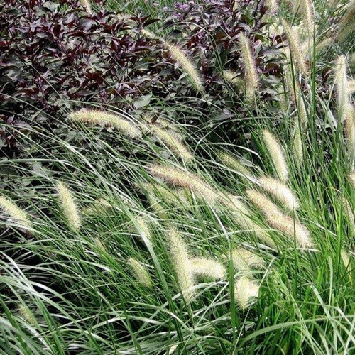 Dwarf Fountain Grass
