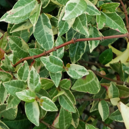 Variegated Asiatic Jasmine