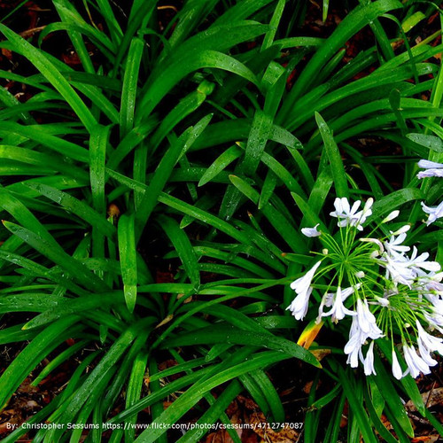 Mondo Grass Plantaddicts Com