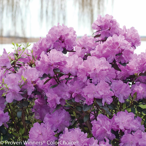 Amy Cotta Rhododendron Plant Addicts