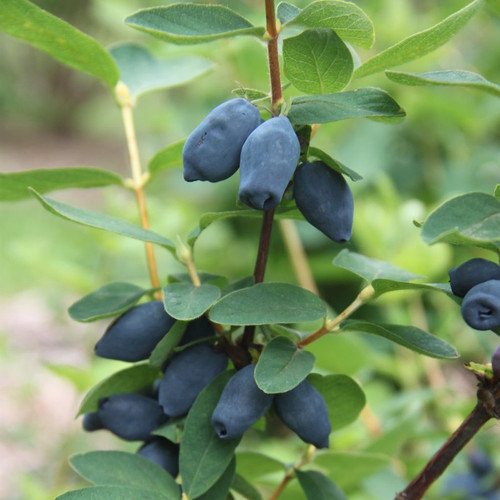 Yezberry Honey Bunch® Haskap Berry Plant Addicts
