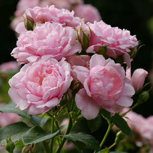 Reminiscent™ Pink Rose | Plant Addicts