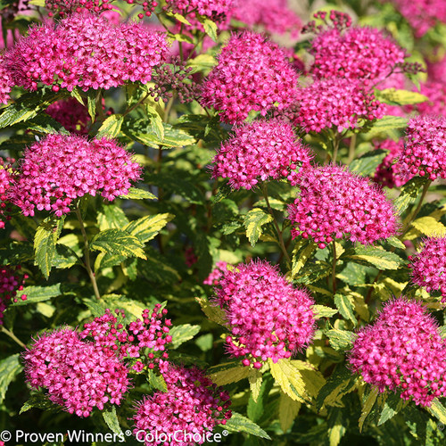 Double Play Painted Lady Spirea Plant Addicts