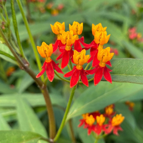 30 PERENNIAL DEEP RED BUTTERFLY WEED FLOWER SEEDS ASCLEPIAS GREAT GIFT 