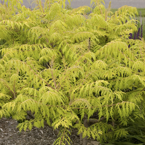 Tiger Eyes Sumac Plant Addicts