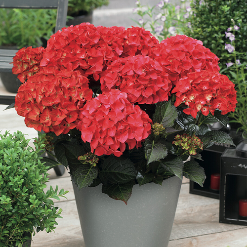 Image of Tuxedo red hydrangea bush in full bloom